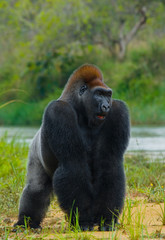 Lowland gorillas in the wild. Republic of the Congo. An excellent illustration.