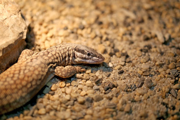 Beautiful lizard  photographed