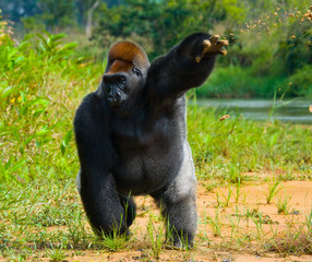 Fototapeta premium Lowland gorillas in the wild. Republic of the Congo. An excellent illustration.