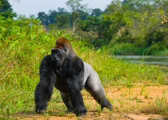 Lowland gorillas in the wild. Republic of the Congo. An excellent illustration.