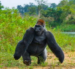 Lowland gorillas in the wild. Republic of the Congo. An excellent illustration.