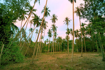 Obraz premium Beautiful palm grove