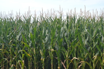 corn field