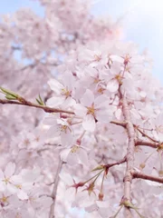Cercles muraux Fleur de cerisier ■ Cerisiers en fleurs en pleurs dans le parc Rikugien à Tokyo. ■ Le cerisier Fleur de cerisier pleureur du parc Rikugien à Tokyo, Japon.