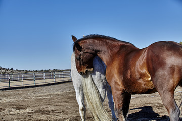 Bay colored horse biting the tail of a white horse