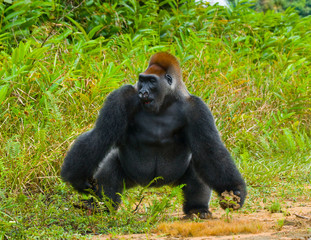 Lowland gorillas in the wild. Republic of the Congo. An excellent illustration.