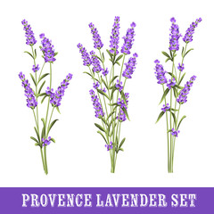 Naklejka premium Set of lavender.