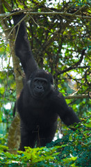 Lowland gorillas in the wild. Republic of the Congo. An excellent illustration.