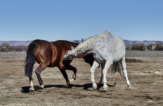 Two Horses fighting each other with gray horse's front hooves off the ground
