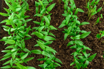 Young green pepper seedlings