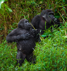 Lowland gorillas in the wild. Republic of the Congo. An excellent illustration.