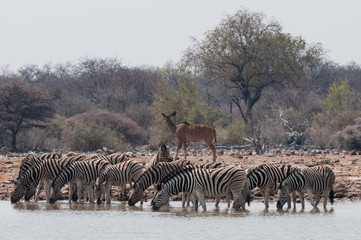 Fototapeta na wymiar Zebraherde und Kudu am Wasserloch; Etosha Nationalpark