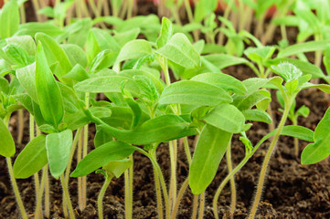 Tomato seedlings