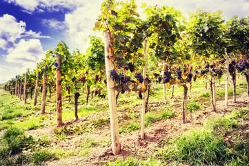Fototapeta na wymiar Landscape with autumn vineyards and organic grape