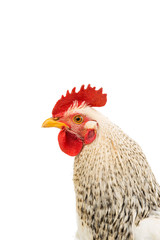 rooster isolated