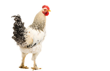 rooster isolated