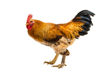 rooster isolated