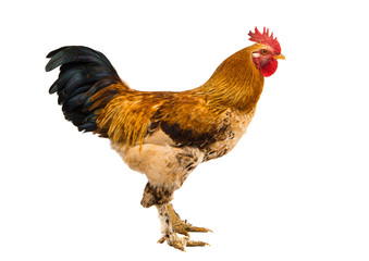 rooster isolated