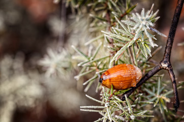 ghianda caduta