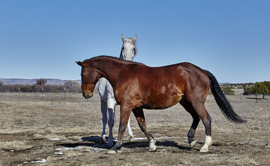 Obraz premium White and Bay Colored horse together, bay horse walking in front of white horse