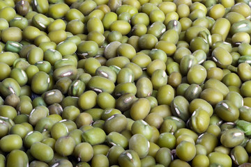 Green lentils