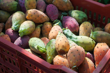 Fruit box full of just picked prickly pears of the variety called bastardoni during harvest time