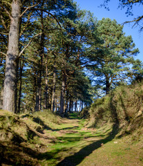 path through the woods