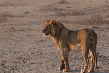 Junger männlicher Löwe im Etosha Nationalpark