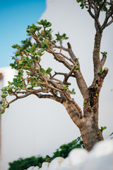 Bonsai Baum auf Mauerwerk