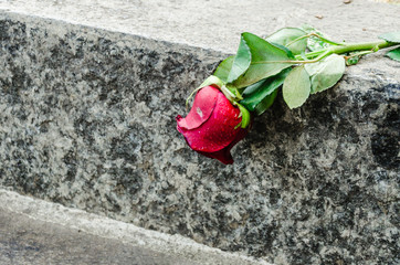 one red roses is laying in the street , symbol of a love in vain © marinzolich