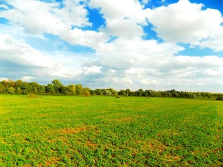 Clover field, forest and sky