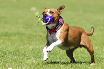 staffordshire bull terrier with a pet toy