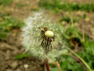 Dandelion