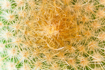 cactus macro