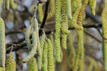 Hornbeam flowers