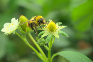 蜂