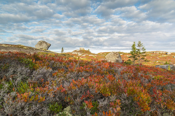 The bogs and barrens near Peggy's Point,  covered with a red palette of blueberry and huckleberry...