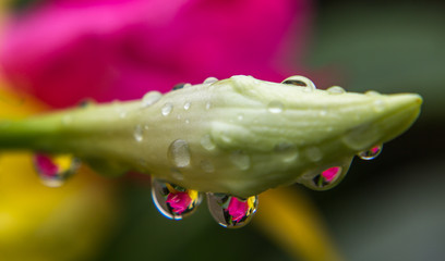 Botão de flor com gotas de água da chuva.