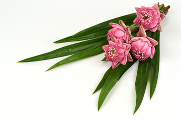 A bouquet of pink lotus on a white background.