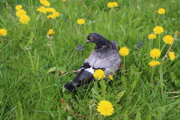 beautiful pigeon