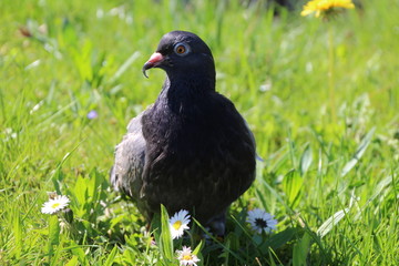 young pigeon in greenery