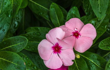 Flores depois da chuva.
