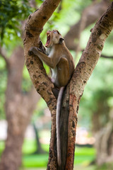 Toque macaque monkey