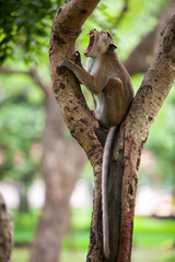 Toque macaque monkey