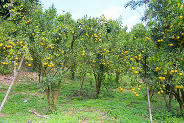 Fototapeta na wymiar fresh orange fruit in orchard, Clean fruit or popular fruit background, market fruit from agriculture orchard, fresh fruit in the nature.