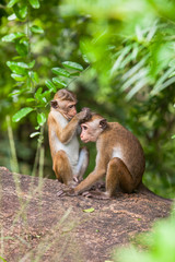 Toque macaque monkey