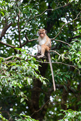 Toque macaque monkey