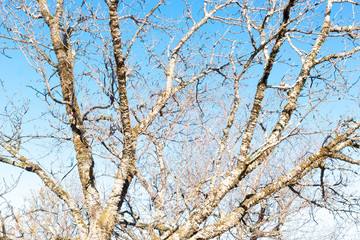 background  cherry  or sakura  tree and blue sky in park