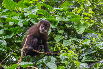 Obraz premium Macaco-prego. (Sapajus nigritus)