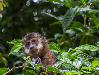 Fototapeta premium Macaco-prego. (Sapajus nigritus)